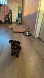 Yorkshire Terrier Pups – geboren 4 december, Yorkshire Terriër, 8 tot 15 weken, Meerdere, Meerdere dieren