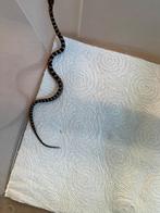 Jonge rattenslangen, Dieren en Toebehoren, Amfibie, 0 tot 2 jaar