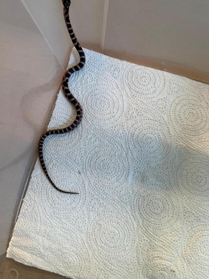 Jonge rattenslangen, Dieren en Toebehoren, Reptielen en Amfibieën, Amfibie, 0 tot 2 jaar