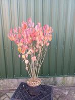 Viburnum dentatum, Tuin en Terras, Volle zon, Vaste plant, Zomer, Ophalen