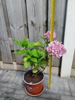 Roze hortensia H 51 cm B 31 cm, Vaste plant, Halfschaduw, Zomer, Ophalen