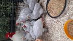 Sierkipjes, cochin kriel kuikens, grijs, parelgrijs, Dieren en Toebehoren, Pluimvee, Kip