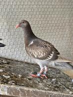 Duiven te koop, Dieren en Toebehoren, Vogels | Duiven, Meerdere dieren