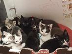 11 allerliefste kittens, Dieren en Toebehoren, Katten en Kittens | Overige Katten