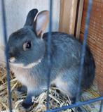 Mooie blauw dwerg tan konijn, Dieren en Toebehoren, Konijnen, Mannelijk, Dwerg, 0 tot 2 jaar
