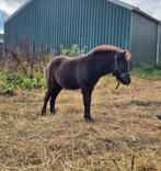 U Rock, vrolijke shetlander, Hengst, Recreatiepony, Gechipt, 0 tot 2 jaar