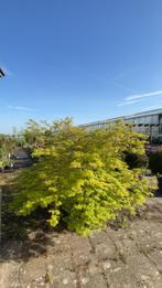 acer palmatum, Ophalen, Bloeit niet, Halfschaduw, Overige soorten