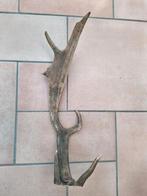 Gewei van damhert stang, Ophalen of Verzenden