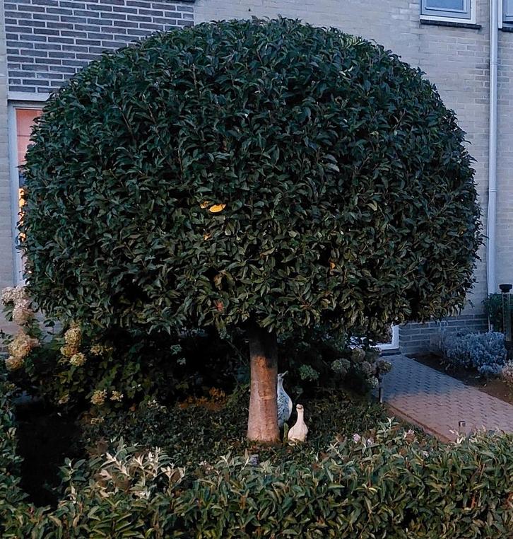 Tuin winterklaar maken, Tuin en Terras, Planten | Struiken en Hagen, Overige soorten, Minder dan 100 cm, Ophalen of Verzenden