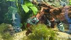 Blue parrot aquarium vissen, Dieren en Toebehoren, Vis