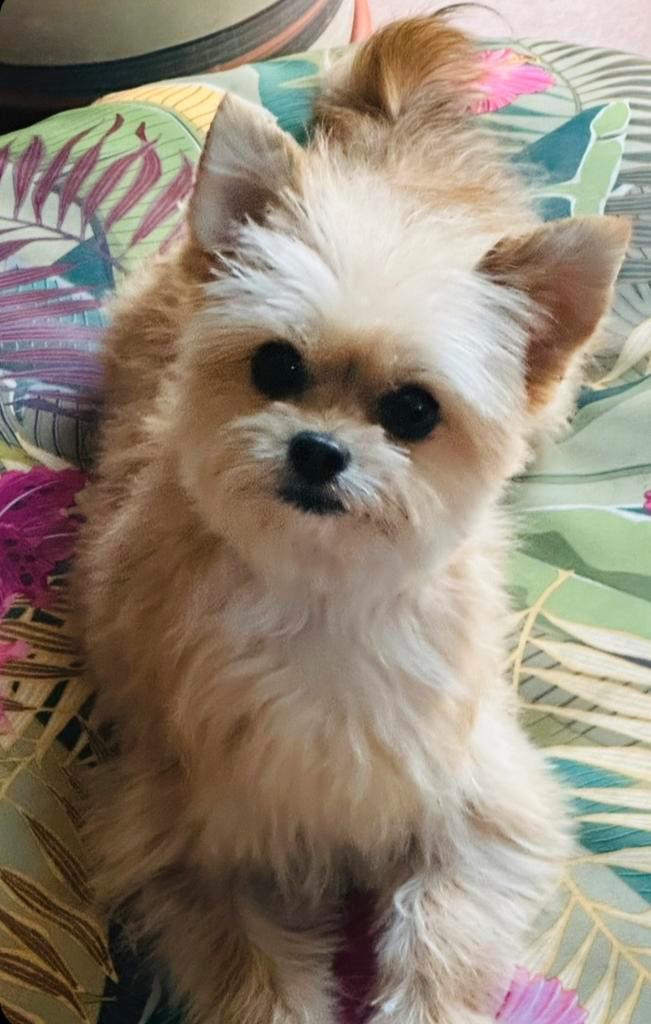 Gezocht klein hondje, Dieren en Toebehoren, Honden | Chihuahua's en Gezelschapshonden, Teef, Chihuahua, Particulier, Eén hond