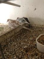 9 bonte diamant duiven, Dieren en Toebehoren, Vogels | Overige Vogels, Meerdere dieren