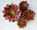Aeonium Verna (2 stuks), Vetplant, Minder dan 100 cm, Bloeiende kamerplant, Halfschaduw