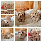 Lieve toypoedel/ toy poedel pups zoeken een huisje, Dieren en Toebehoren, Honden | Chihuahua's en Gezelschapshonden, Poedel, Rabiës (hondsdolheid)