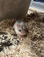 Chinese dwerghamster man, Hamster, Augustus, Mannelijk, Tam