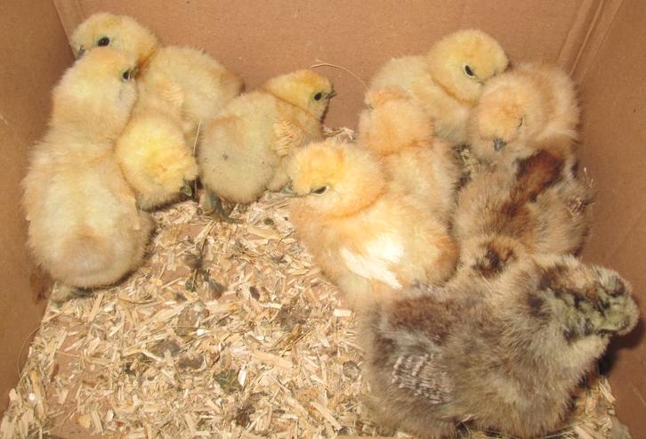 kuikentjes, Dieren en Toebehoren, Pluimvee, Kip, Geslacht onbekend