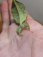 Wandelende bladeren phyllium giganteum, Dieren en Toebehoren, Insecten en Spinnen, Overige soorten