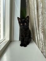Ik heb drie kittens ter adoptie., Dieren en Toebehoren, Kater, 0 tot 2 jaar