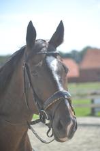 Knappe lieve allround ruin, Dieren en Toebehoren, Paarden, B, Ruin, 7 tot 10 jaar, Recreatiepaard