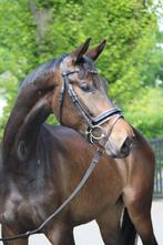 Talentvol 4-jarig dressuurpaard, Dieren en Toebehoren, Paarden, Merrie, Dressuurpaard, 3 tot 6 jaar