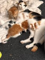 Lieve leuke speelse kitttens, Geslacht onbekend, Kortharig, 0 tot 2 jaar