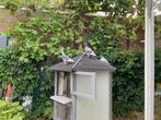 Duiven, Dieren en Toebehoren, Vogels | Duiven, Mannelijk, Postduif