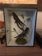Opgezette vogels taxidermie mancave, Verzamelen, Ophalen of Verzenden, Zo goed als nieuw, Vogel, Opgezet dier