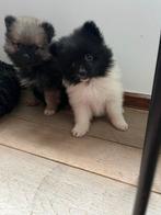 Blije pomeranian pups beschikbaar, Keeshond, CDV (hondenziekte), 8 tot 15 weken, Meerdere