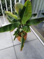 Bananenplant, Tuin en Terras, Planten | Tuinplanten, Ophalen, Zomer, Overige soorten, Volle zon