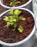 Maggie  Lava .🌿🌿  per st., Tuin en Terras, Ophalen, Zomer, Volle zon