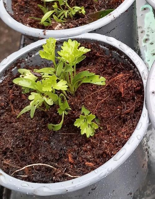 Maggie  Lava .🌿🌿  per st., Tuin en Terras, Planten | Tuinplanten, Volle zon, Zomer, Ophalen