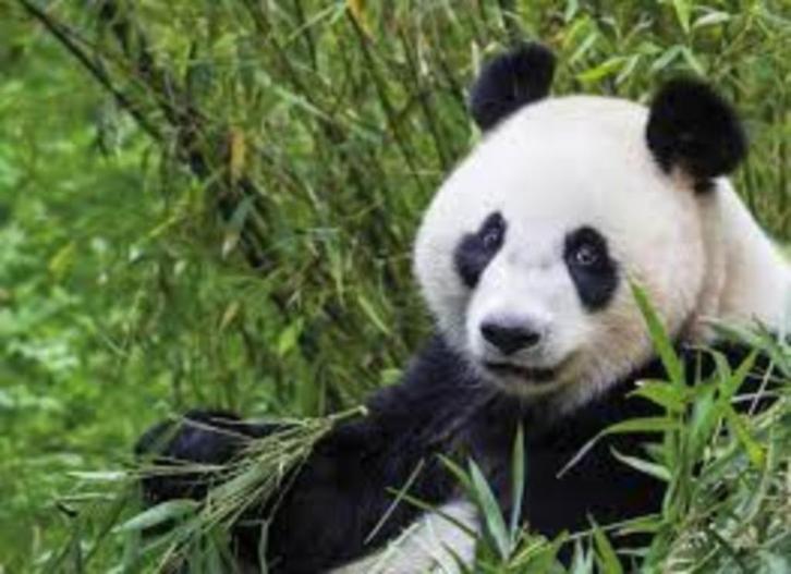 € 3,50 korting per persoon Ouwehands Dierenpark in Rhenen, Tickets en Kaartjes, Recreatie | Dierentuinen, Drie personen of meer