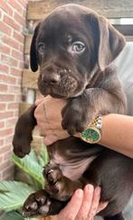 Old English Bulldog Labrador Puppys Mogen Nest Verlaten!, Dieren en Toebehoren, Meerdere, Meerdere dieren, Nederland, Particulier