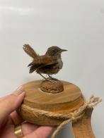 Winterkoninkje opgezette vogel taxidermie, Ophalen of Verzenden, Zo goed als nieuw, Vogel, Opgezet dier