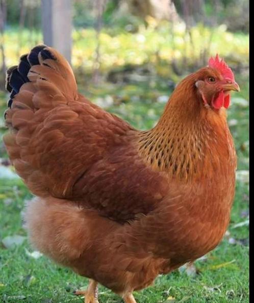 New Hampshire broedeieren legkip legkippen kip, Dieren en Toebehoren, Pluimvee, Kip, Geslacht onbekend