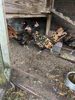 4 hollandse hoen kippen, Dieren en Toebehoren, Pluimvee, Vrouwelijk, Kip