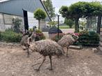 3 emoes te koop, 1 vrouwtje 2 mannetjes 50€, Dieren en Toebehoren, Pluimvee, Meerdere dieren
