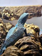 Varanus macraei BLAUWE BOOMVARAAN, jonge diertjes NK2025, Dieren en Toebehoren, Amfibie, 0 tot 2 jaar