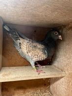 kleurpostduiven, Dieren en Toebehoren, Meerdere dieren, Overige soorten