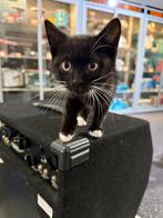 Half britsekorthaar kitten, Dieren en Toebehoren, Katten en Kittens | Overige Katten, Poes