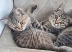Drie lieve Britse korthaar katers., Dieren en Toebehoren, Kater, Gechipt, 0 tot 2 jaar