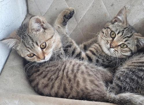 Drie lieve Britse korthaar katers., Dieren en Toebehoren, Katten en Kittens | Raskatten | Korthaar, Kater, 0 tot 2 jaar, Gechipt