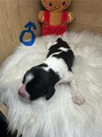 Engelse cocker spaniël pups te koop, Dieren en Toebehoren, België, Fokker | Hobbymatig, 8 tot 15 weken, Meerdere