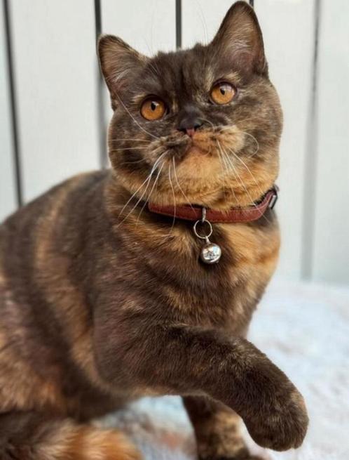 Nest aankondiging Britse korthaar kittens met DBE, Dieren en Toebehoren, Katten en Kittens | Raskatten | Korthaar, Ontwormd, Ingeënt