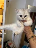 Britsh shorthair 100%, Kater