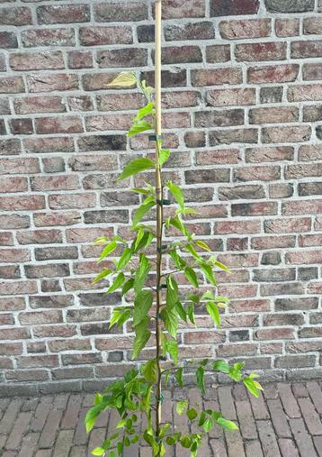 Klimaatbestendige Boom / Bunges Zwepenboom / Celtis Bungeana beschikbaar voor biedingen