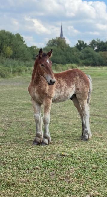 4 Nederlandse trekpaard veulens beschikbaar voor biedingen