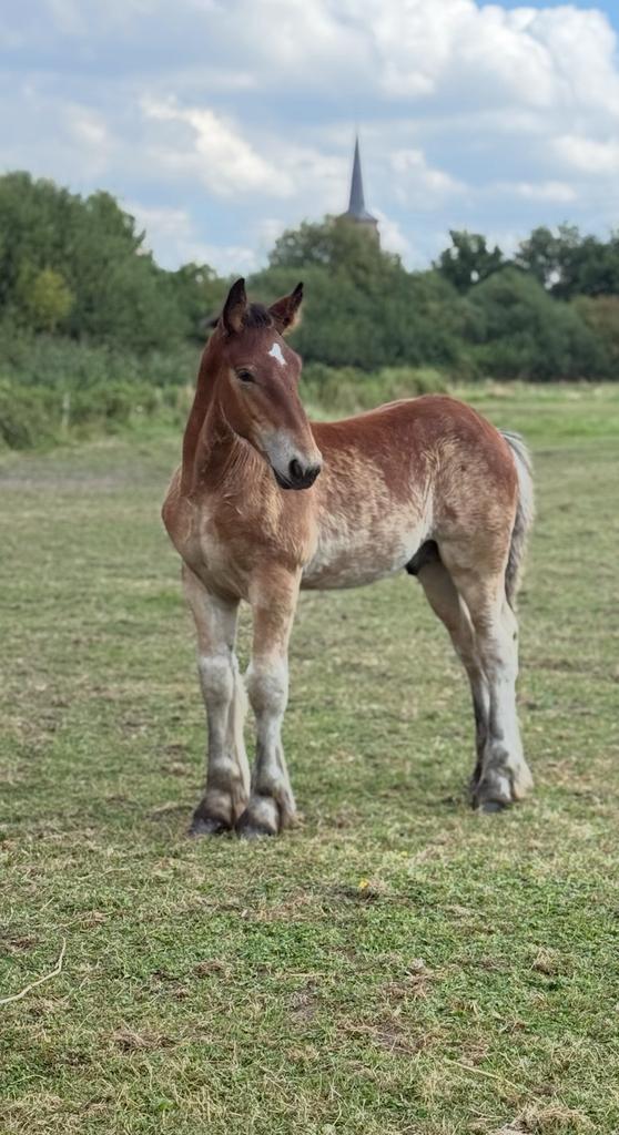 4 Nederlandse trekpaard veulens, Dieren en Toebehoren, Paarden, Meerdere dieren, Niet van toepassing, Minder dan 160 cm, 0 tot 2 jaar