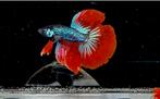 Betta halfmoon Alien Imbellis (rare), Vis