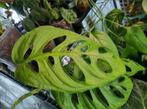 monstera esqueleto stek, Huis en Inrichting, Kamerplanten, Ophalen of Verzenden, Overige soorten, Minder dan 100 cm